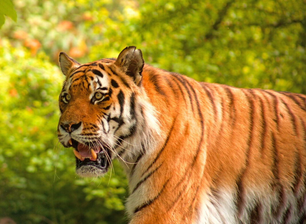 Tiger Jegor lebt im Tierpark Hellabrunn