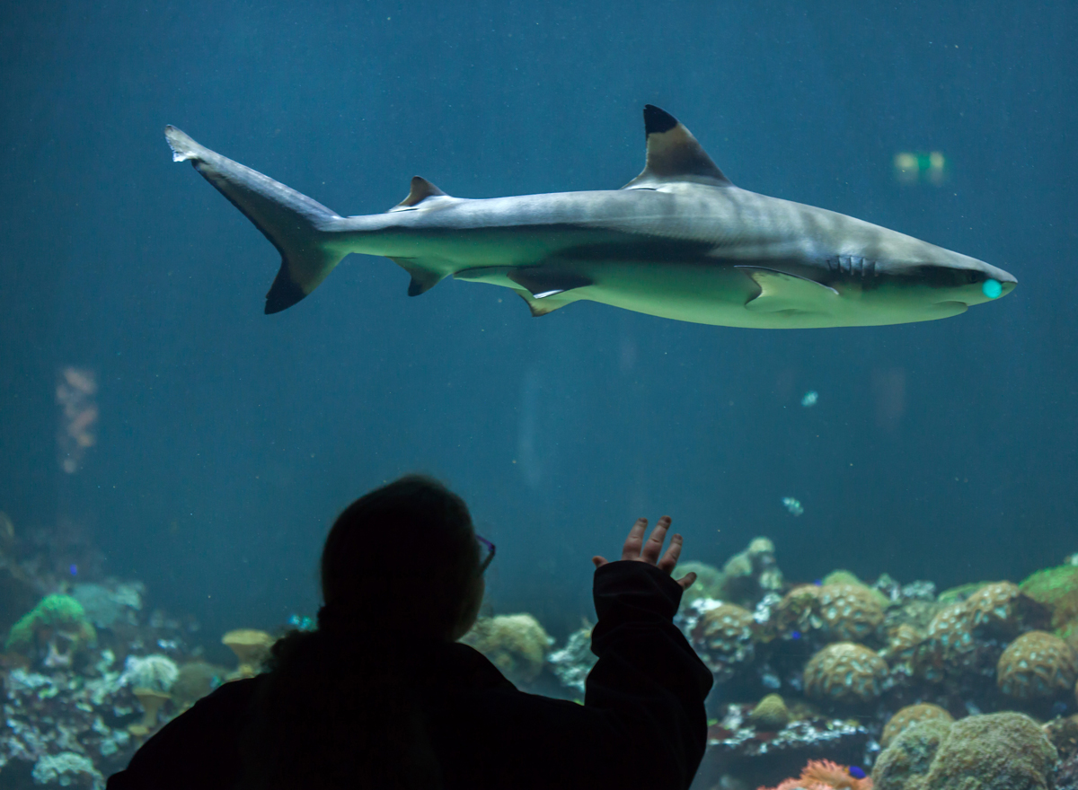 Ein Hai im Aquarium Hellabrunn