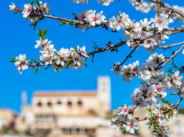 Die Mandelblüte auf Mallorca ist ein absolutes Highlight.